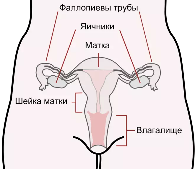 Строение матки