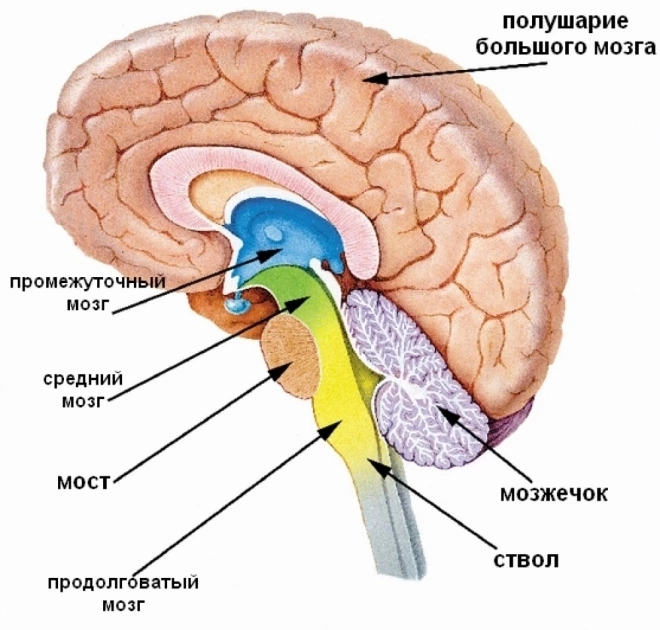 Строение головного мозга человека